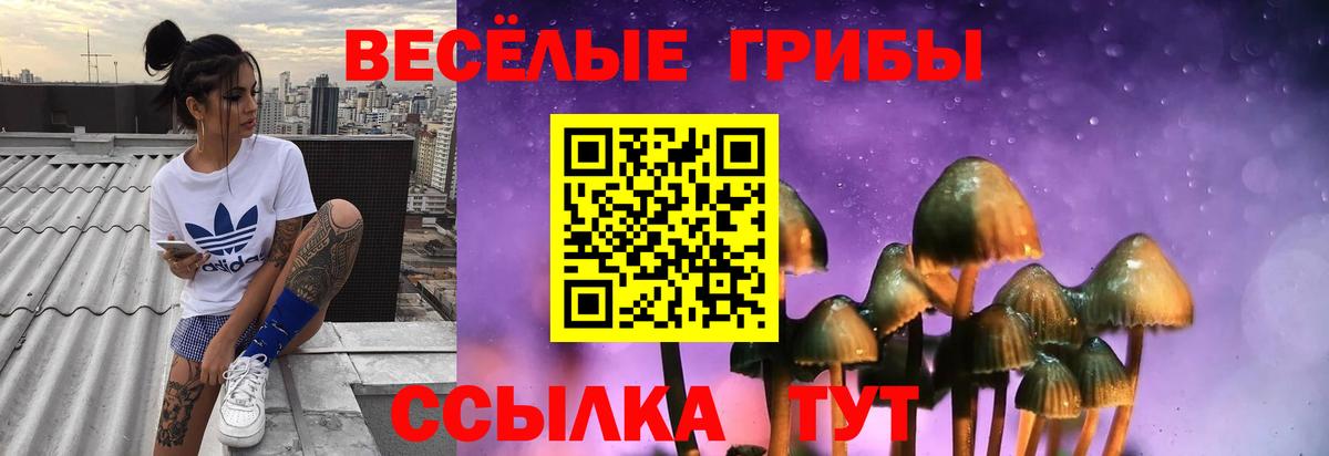 Псилоцибиновые грибы Psilocybine cubensis Баксан